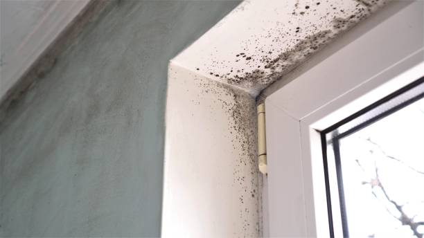 Mold Removal and Inspection in Mountain Home, NC
