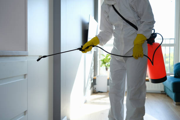 Best Fast Mold Removal  in Mountain Home, NC