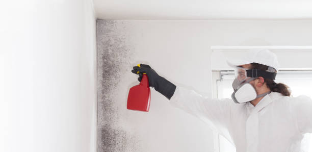Best Attic Mold Removal  in Mountain Home, NC