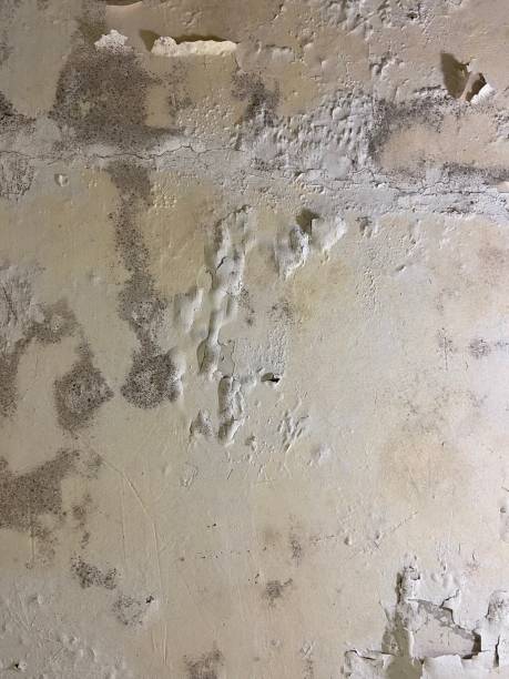 Mold Removal Process in Mountain Home, NC