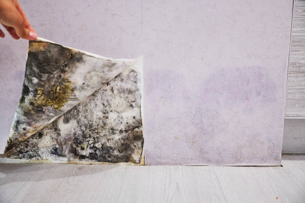 Best Mold Testing  in Mountain Home, NC